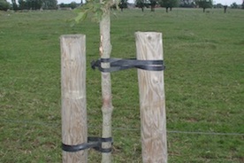 Palisser des arbres avec FIXEYOUT